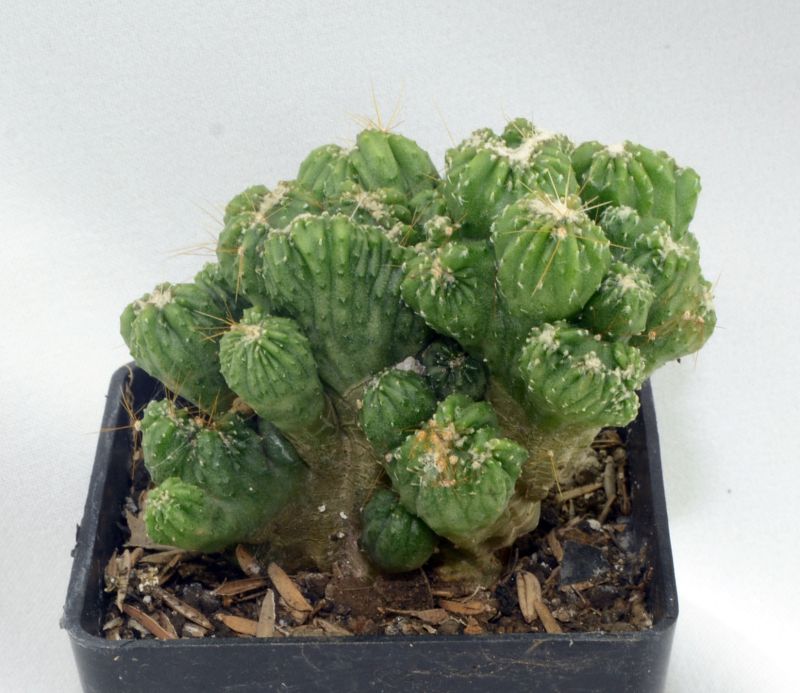 Una foto de Cereus peruvianus fma. monstruosa