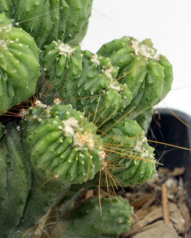 Una foto de Cereus peruvianus fma. monstruosa