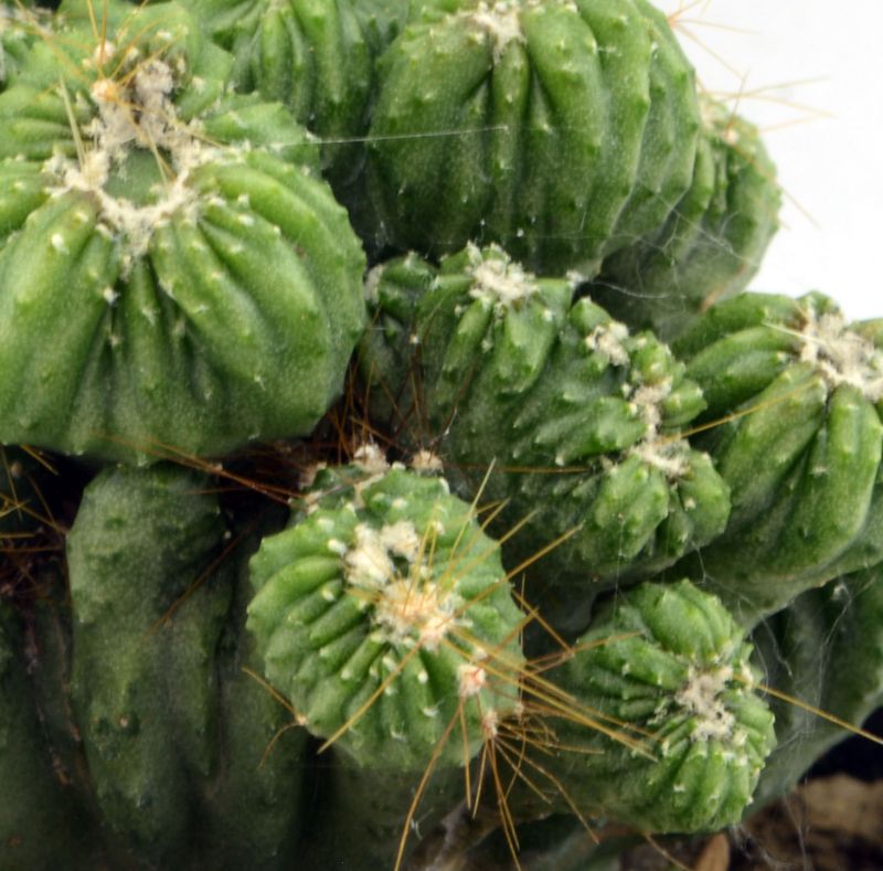 Una foto de Cereus peruvianus fma. monstruosa