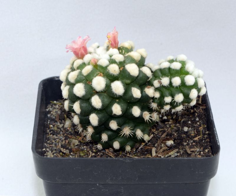 A photo of Mammillaria gracilis cv. oruga blanca