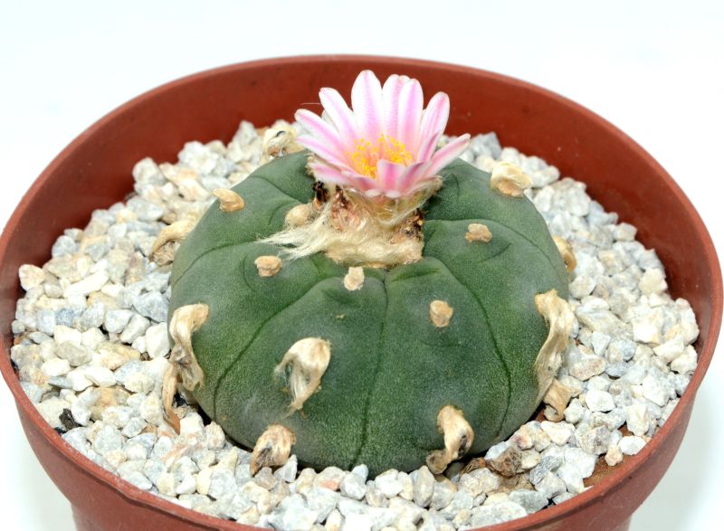 Una foto de Lophophora williamsii