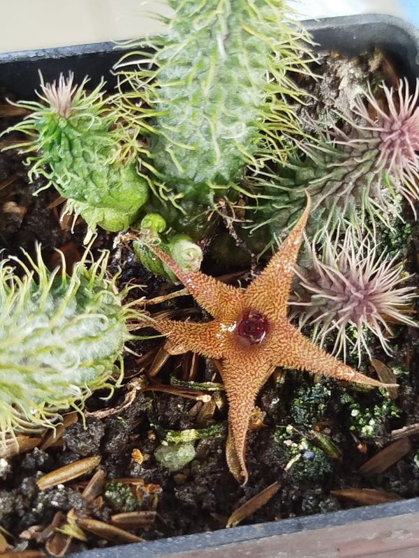 Una foto de Huernia pillansii