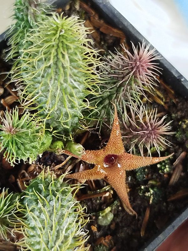 Una foto de Huernia pillansii