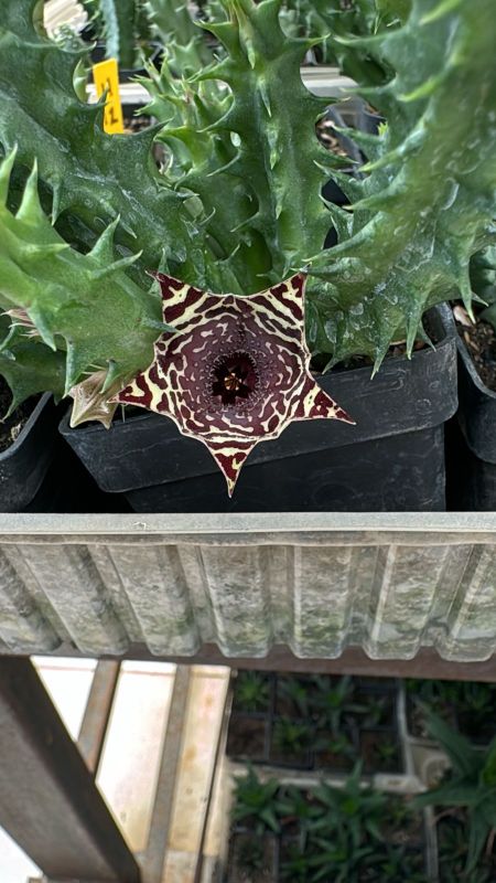 Foto de un cactus que se está identificando actualmente