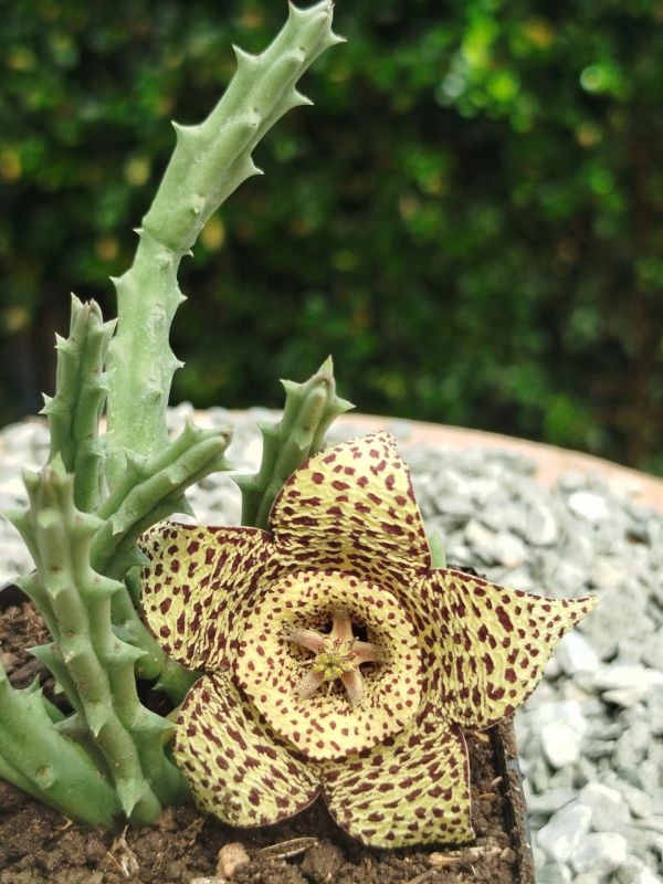 Una foto de Orbea variegata