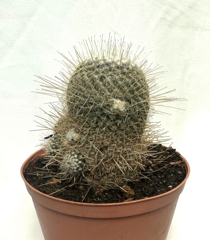 A photo of Mammillaria geminispina