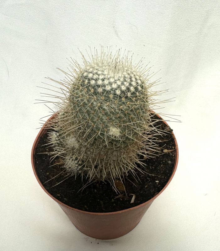 A photo of Mammillaria geminispina