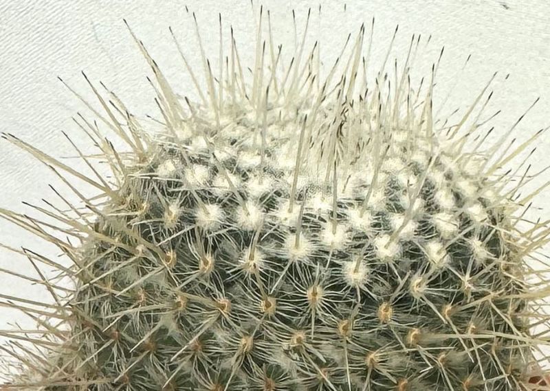 A photo of Mammillaria geminispina