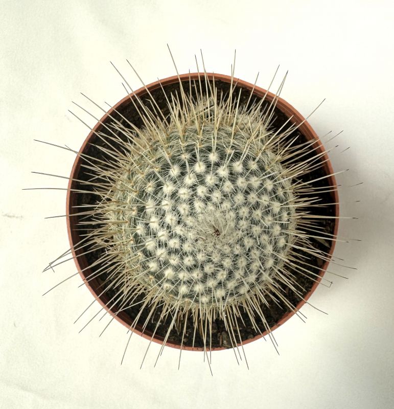 A photo of Mammillaria geminispina