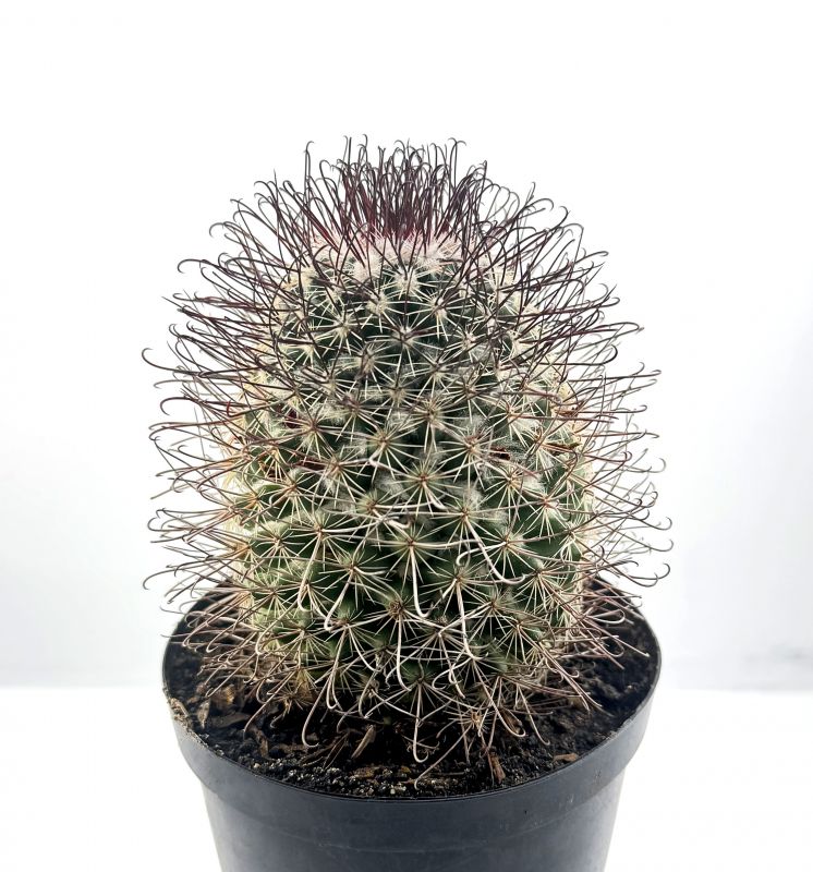 Foto de un cactus que se está identificando actualmente