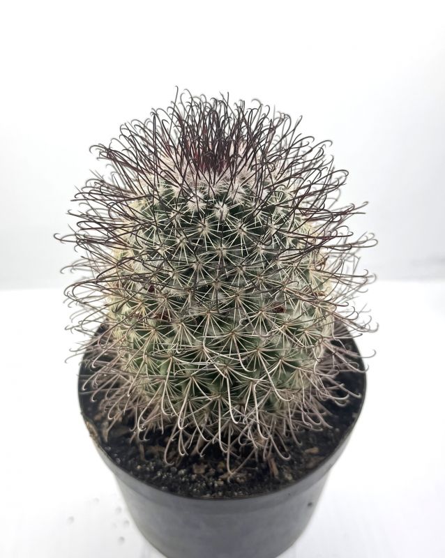 Foto de un cactus que se está identificando actualmente