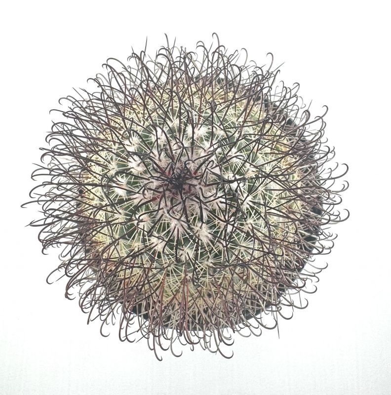 Foto de un cactus que se está identificando actualmente