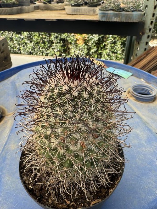 A photo of Mammillaria dioica