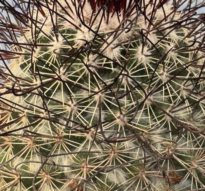A photo of Mammillaria dioica