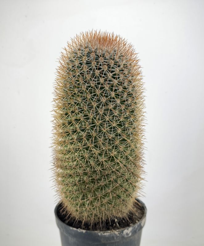 Photo of a cactus currently being identified