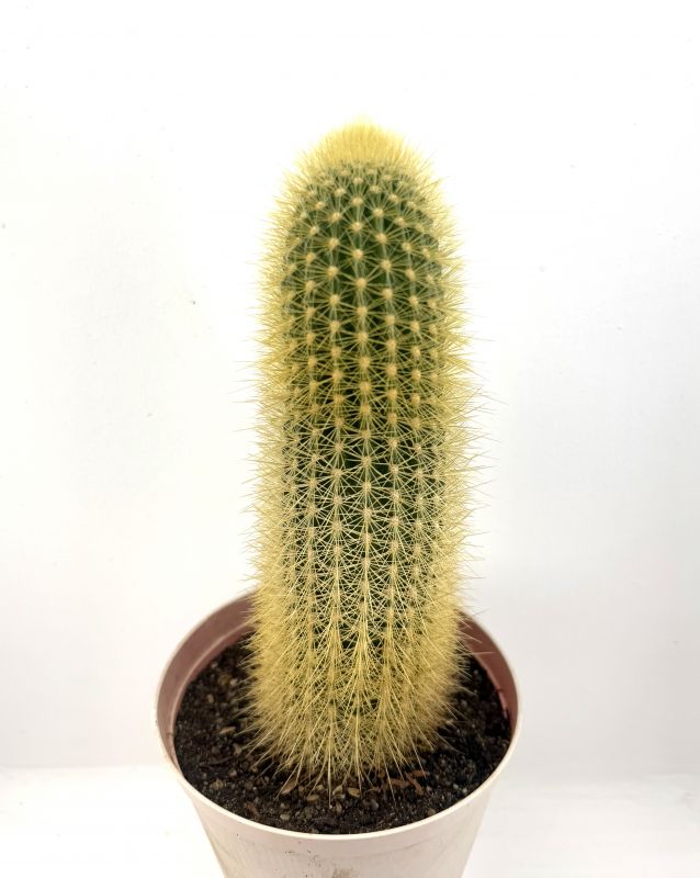Foto de un cactus que se está identificando actualmente