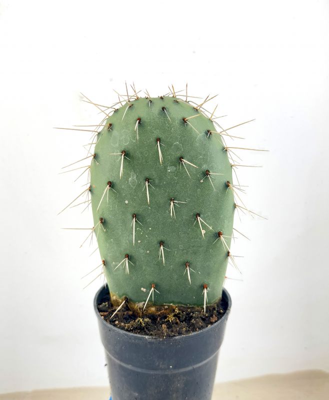 Una foto de Opuntia sulphurea