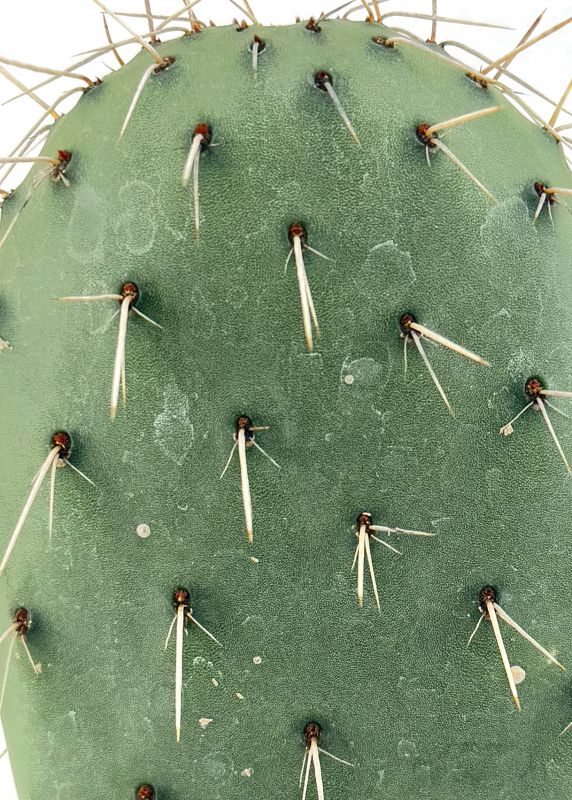 Una foto de Opuntia sulphurea