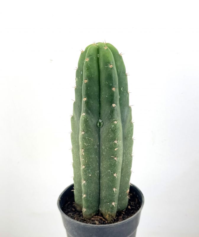 Una foto de Echinopsis pachanoi