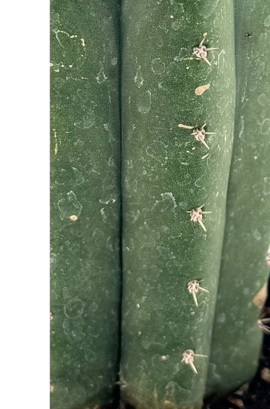Una foto de Echinopsis pachanoi