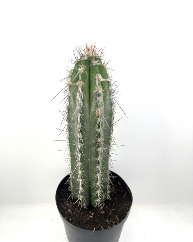 Una foto de Pilosocereus leucocephalus