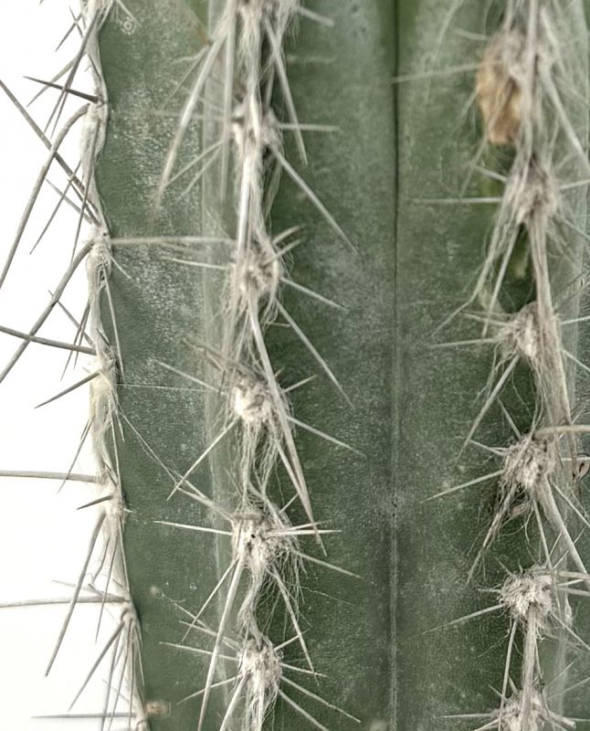 Una foto de Pilosocereus leucocephalus