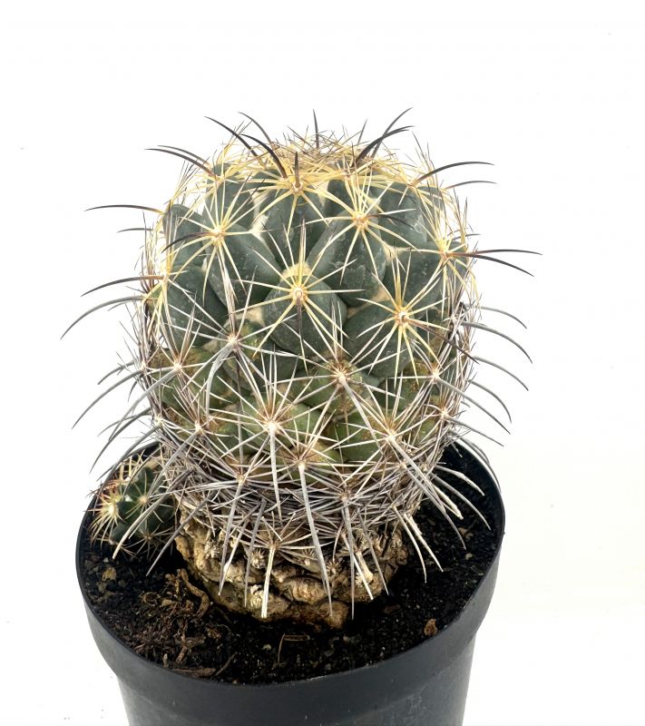 Una foto de Coryphantha cornifera