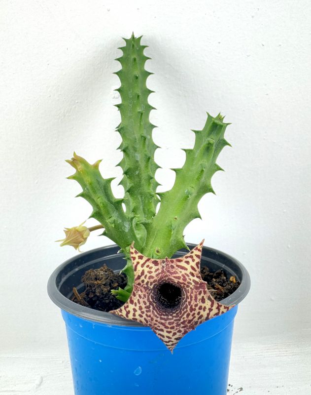 Foto de un cactus que se está identificando actualmente
