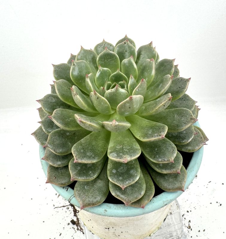 Foto de un cactus que se está identificando actualmente