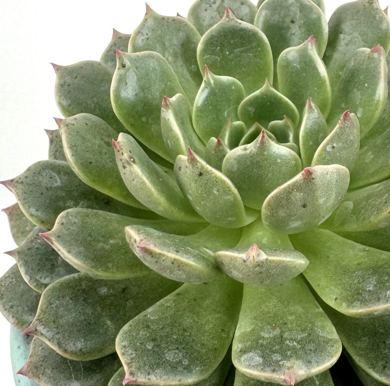 Foto de un cactus que se está identificando actualmente
