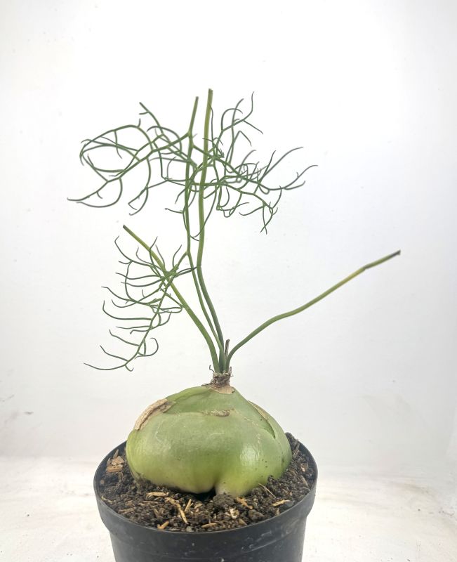 Una foto de Bowiea volubilis
