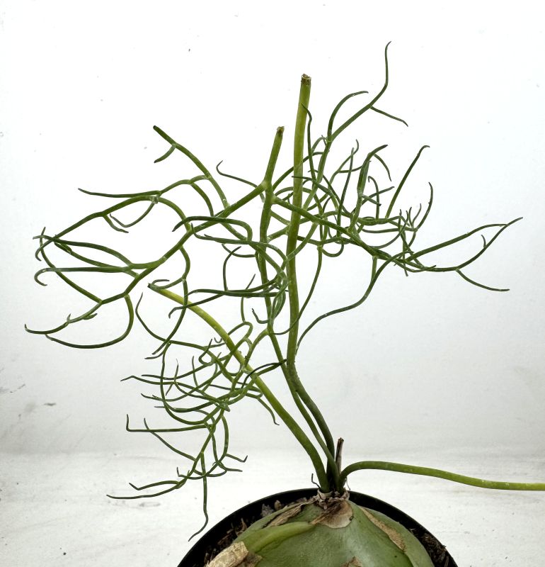 Una foto de Bowiea volubilis