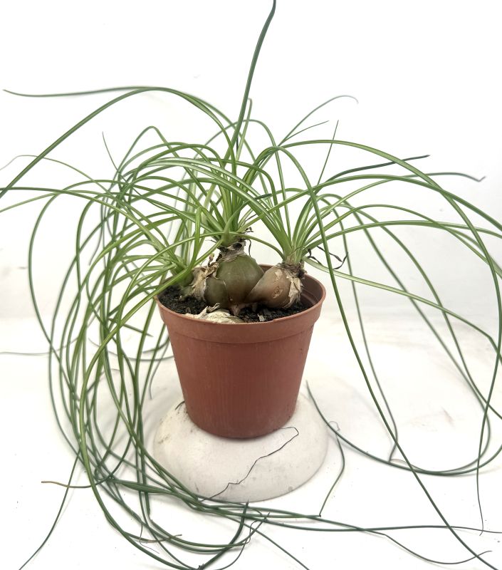 Una foto de Albuca humilis  