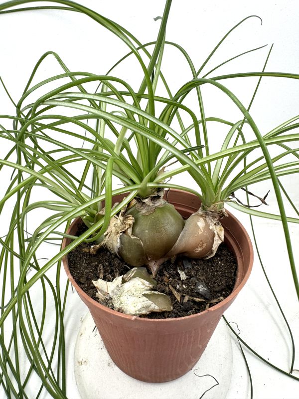 Una foto de Albuca humilis  
