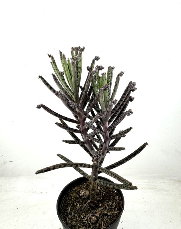 Una foto de Bryophyllum delagoense