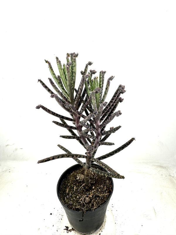 Una foto de Bryophyllum delagoense