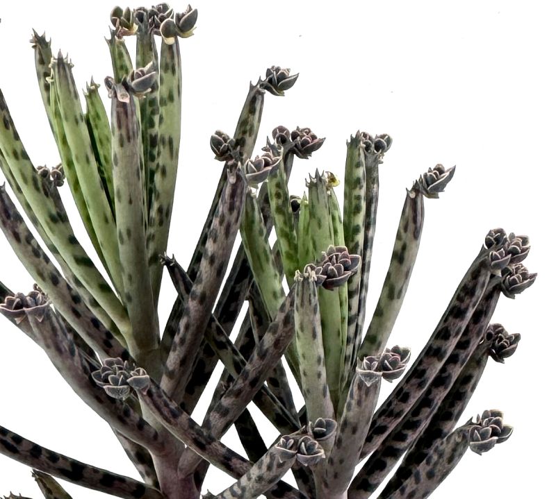 Una foto de Bryophyllum delagoense