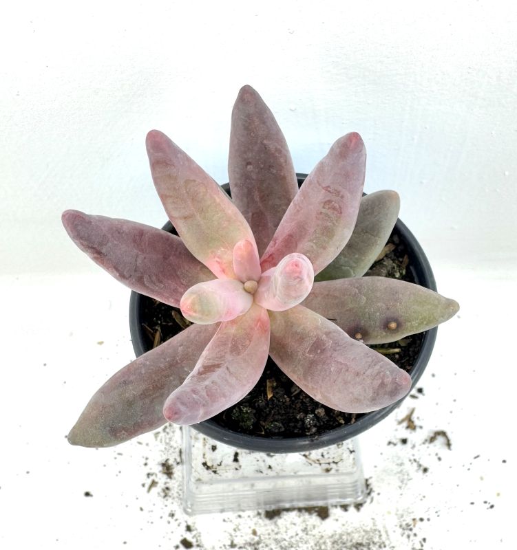 Una foto de Pachysedum x Ganzhou (HIBRIDO)