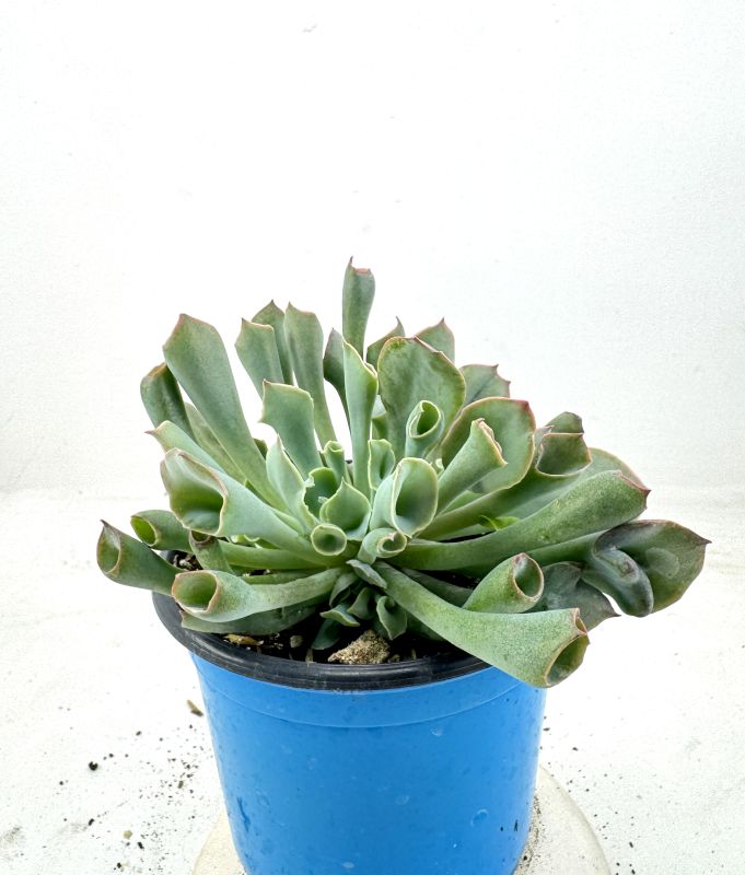 Una foto de Echeveria Pink Trumpet (HIBRIDO)