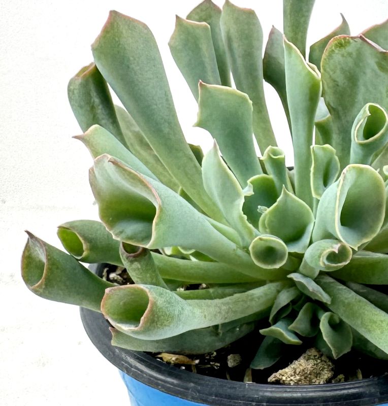 Una foto de Echeveria Pink Trumpet (HIBRIDO)
