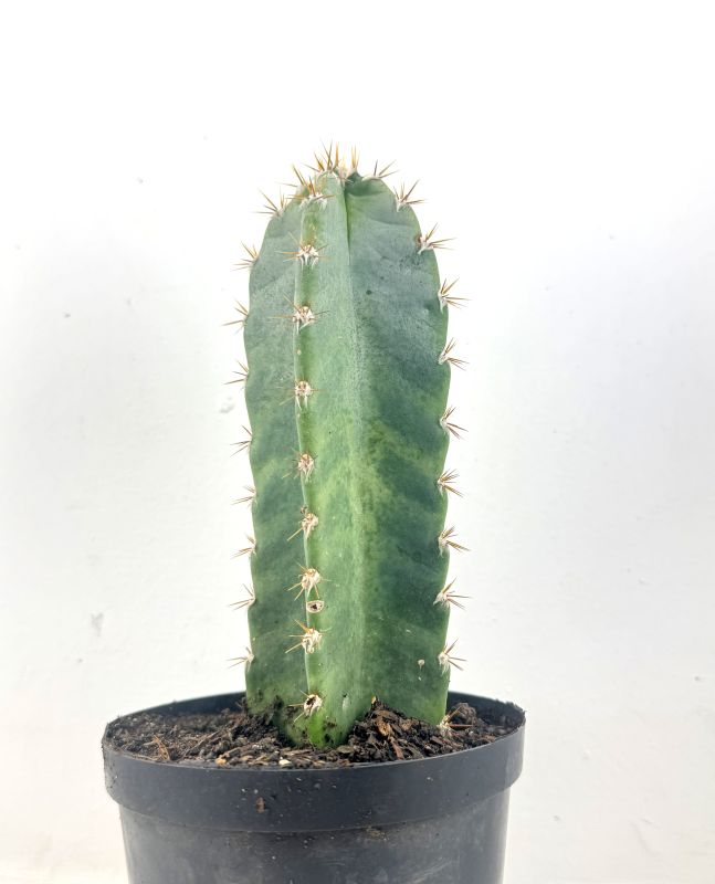 Foto de un cactus que se está identificando actualmente