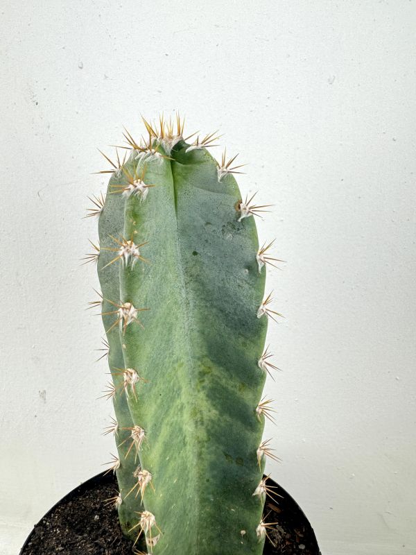 Foto de un cactus que se está identificando actualmente