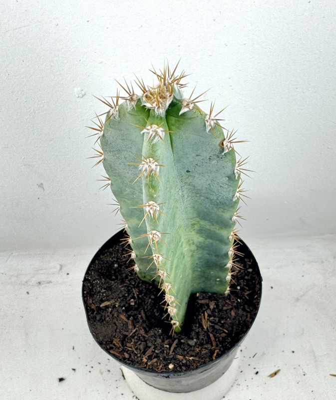 Foto de un cactus que se está identificando actualmente