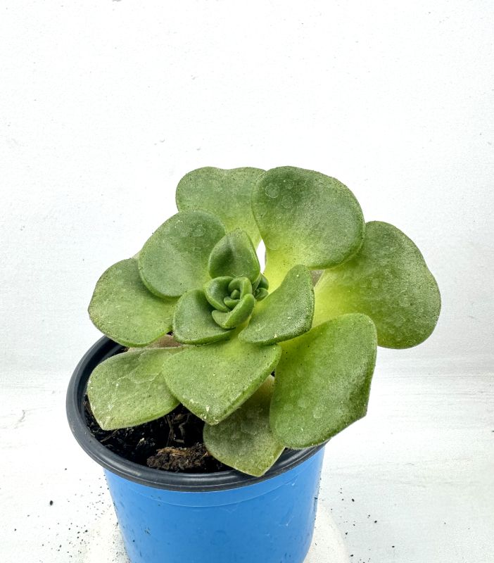 Foto de un cactus que se está identificando actualmente