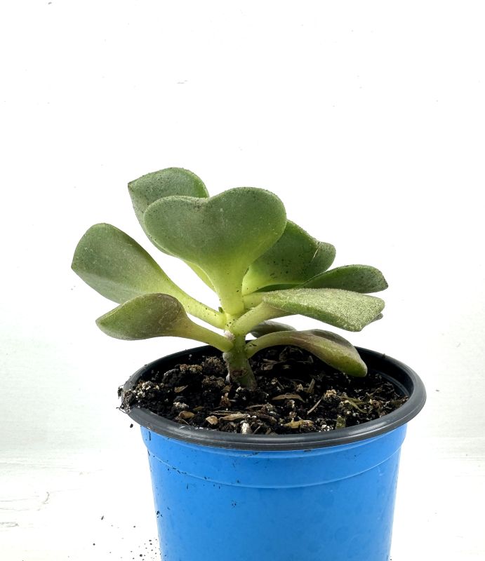 Foto de un cactus que se está identificando actualmente
