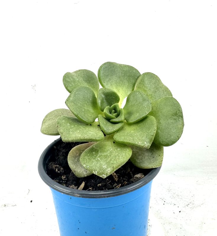 Foto de un cactus que se está identificando actualmente