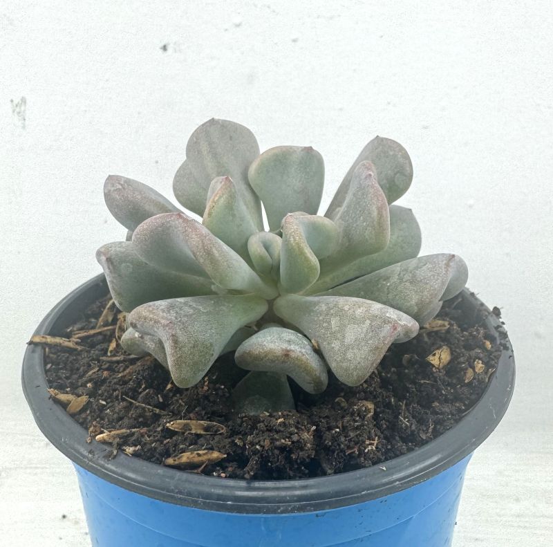 Foto de un cactus que se está identificando actualmente