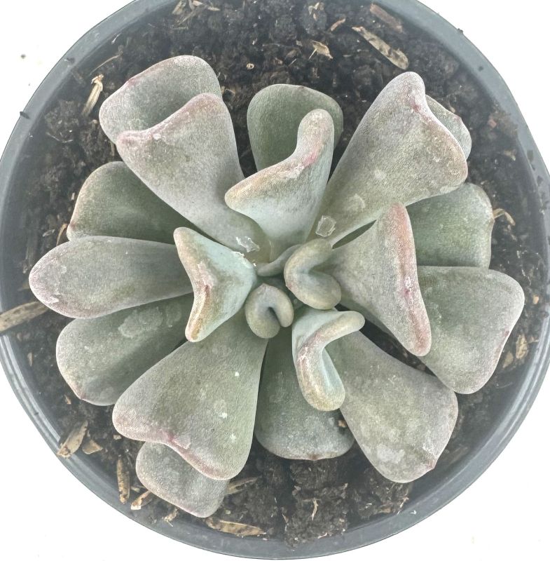 Foto de un cactus que se está identificando actualmente
