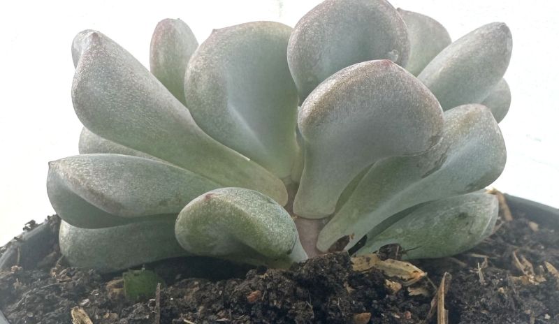 Foto de un cactus que se está identificando actualmente