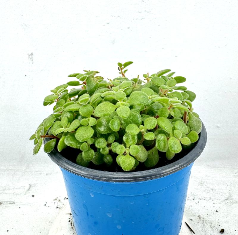 Foto de un cactus que se está identificando actualmente